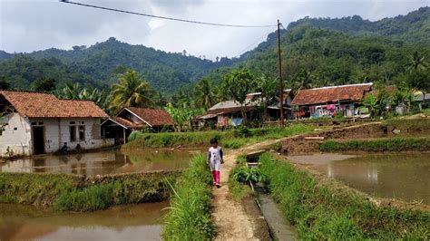 Menikmati Suasana Pedesaan Pagi Hari, Udara Yang Sejuk Dan Indah ...