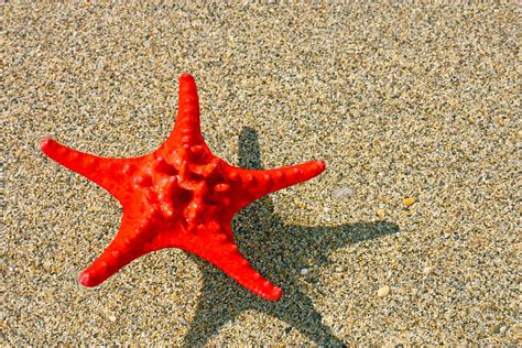 Red starfish Photograph by Borislav Marinic | Fine Art America