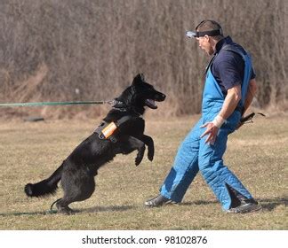 Police Dog Training Stock Photo 98102867 | Shutterstock