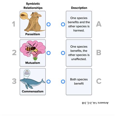 Examples Of Symbiosis