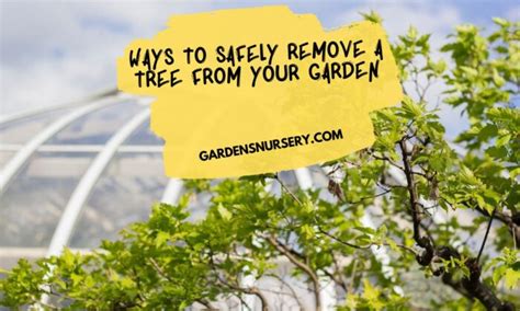 Ways To Safely Remove A Tree From Your Garden