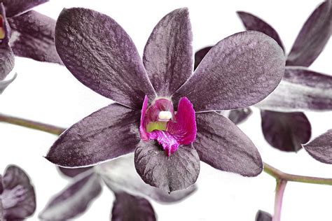 Black and Purple Orchid Photograph by Paul Fell - Pixels