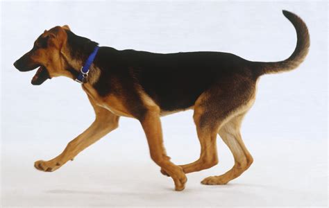 What A Dog's Tail Is Telling You - Dogtime