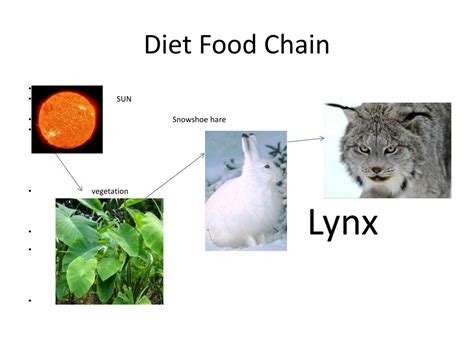 Lynx Food Chain Web