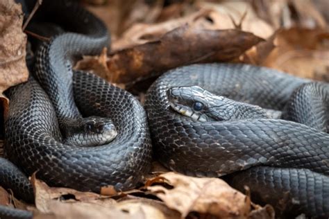 15 Most Common Species of Snakes in Michigan: Pictures + Facts