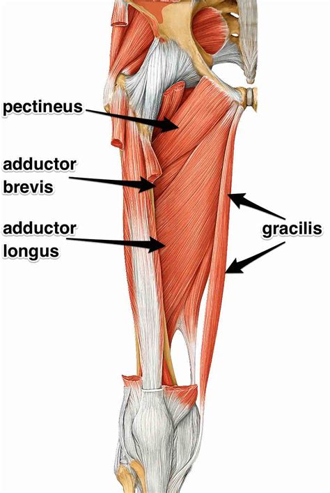 Left Hip Muscles Anatomy / Hip Flexor Pain Or Iliopsoas Related Groin Pain