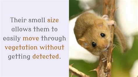 16 Surprising Facts You May Not Know About Dormouse - YouTube