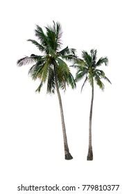 Double Coconut Tree Stock Photo (Edit Now) 779810377