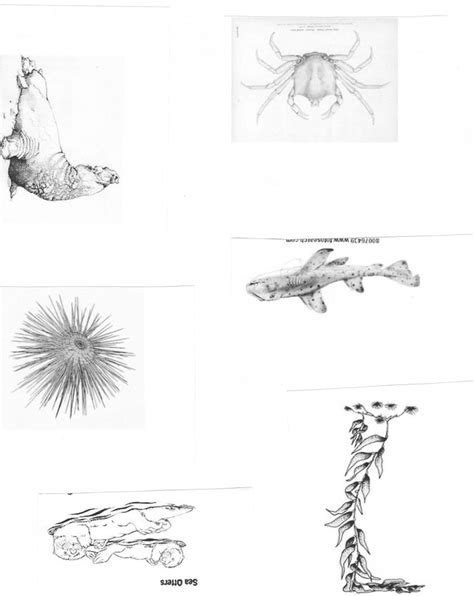 Food web activity sheets - Ecosystems