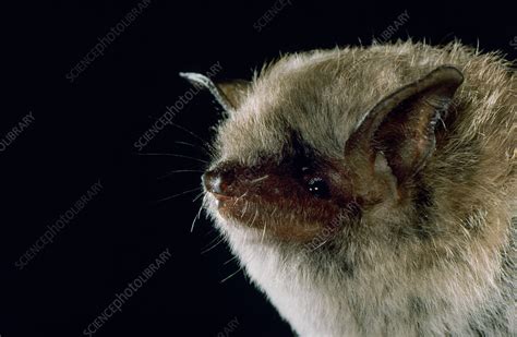 Yuma myotis (Myotis yumanensis) - Stock Image - C033/9154 - Science Photo Library