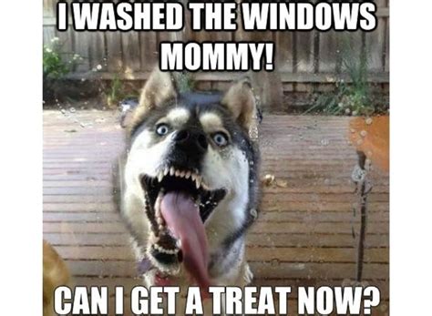 Top 10 Funny and Cute Husky Memes For A Big Laugh!