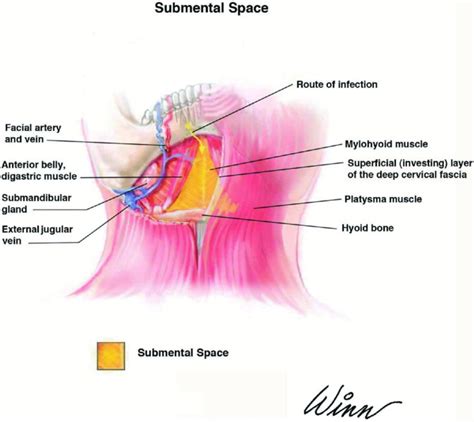 10: Review of Spaces | Pocket Dentistry