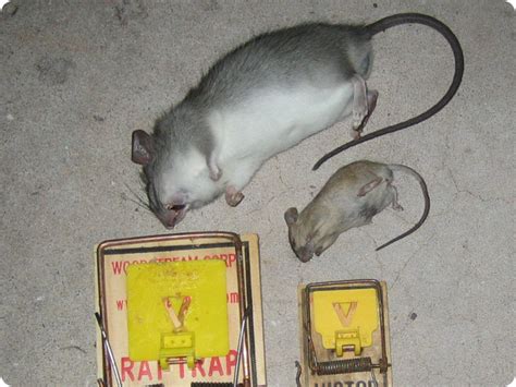 I'm scared to death of rats/rodents | Page 3 | Sports, Hip Hop & Piff ...