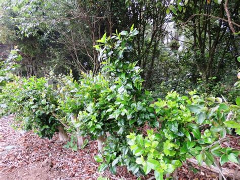 hard pruning camellias | Tikorangi The Jury Garden