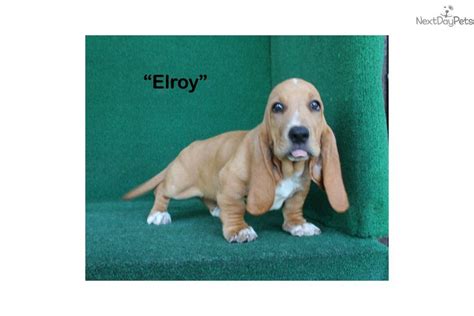 Meet Elroy a cute Basset Hound puppy for sale for $1,200. Elroy - Mahogany & White AKC Male ...