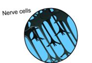 Types of Differentiated cells Based on their Proliferation Capacity