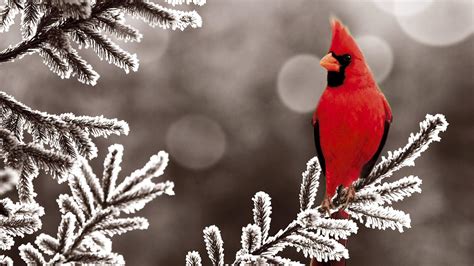 Winter Animal Desktop Backgrounds