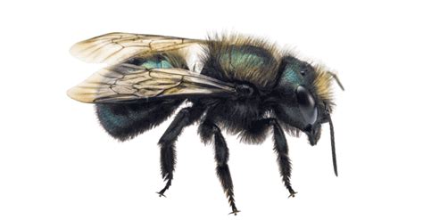 Osmia Bees (Mason bees) Life Cycle and Pollination. – Beesstyle