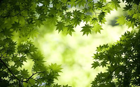 HD wallpaper: Green Maple Leaves, green leaf plant | Wallpaper Flare