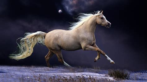 Paint Horse Wallpaper (40+ images)