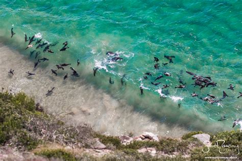 Journey to Robberg Nature Reserve - Scott Ramsay