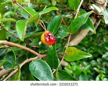 1,673 Eugenia Fruit Images, Stock Photos & Vectors | Shutterstock