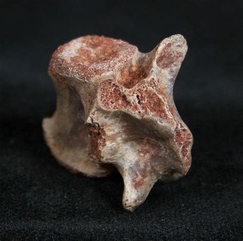 Unknown Dinosaur Tail Vertebrae - Tegana Formation For Sale (#1362 ...