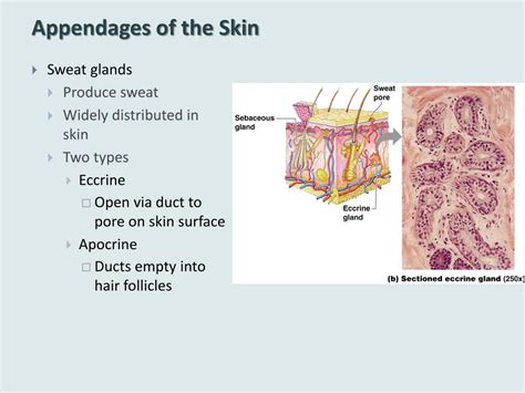 PPT - Skin and Body Membranes PowerPoint Presentation, free download - ID:2360771