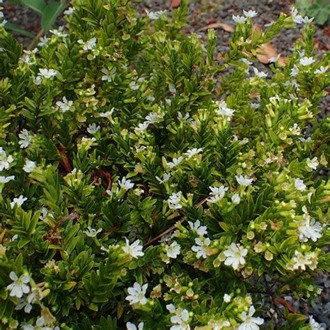 Cuphea White Whispers – pb6.5 (15/20) – Greenleaf Nurseries