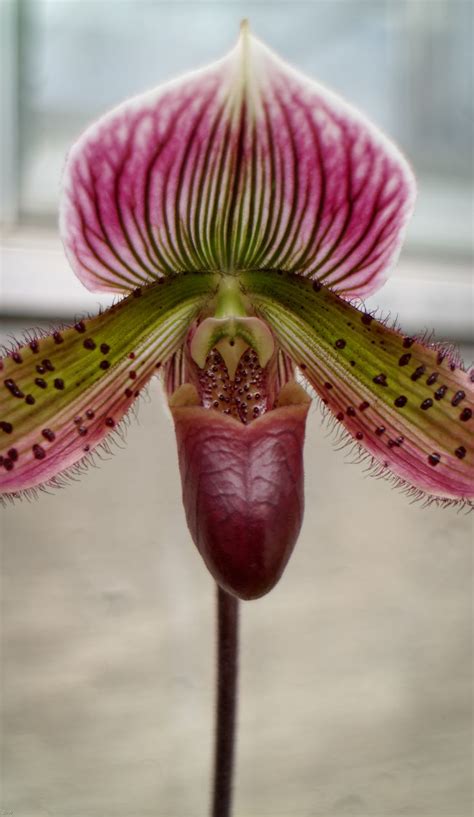 Pin by Eric Linneman on Denver Botanic Gardens Orchids | Denver botanic gardens, Botanical ...