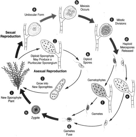 Reproduction in Brown Algae | Phaeophyta: The Brown Algae ...