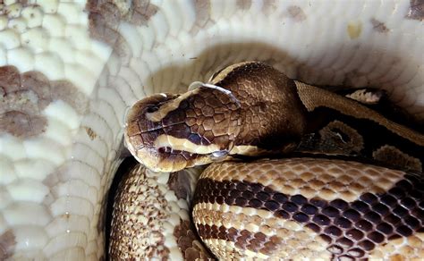 Python Snake Ball - Free photo on Pixabay - Pixabay