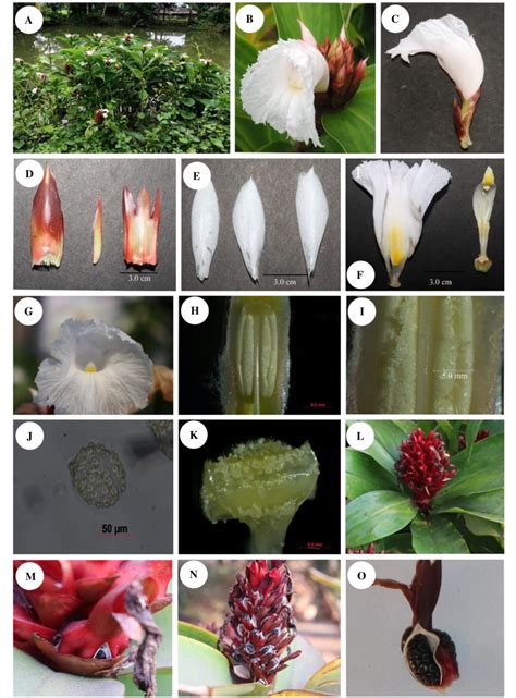 A. Wild habitat; B. Inflorescence; C. Single flower; D. Bract,... | Download Scientific Diagram