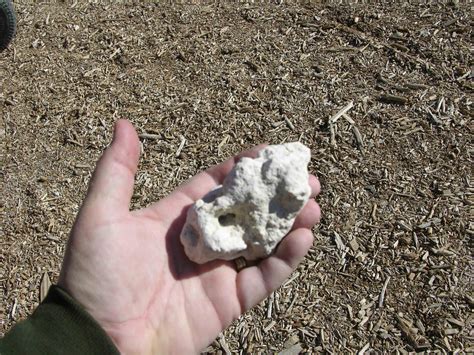 Xtremehorticulture of the Desert: Caliche May Determine How to Plant ...