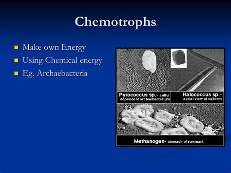 Chemotrophs