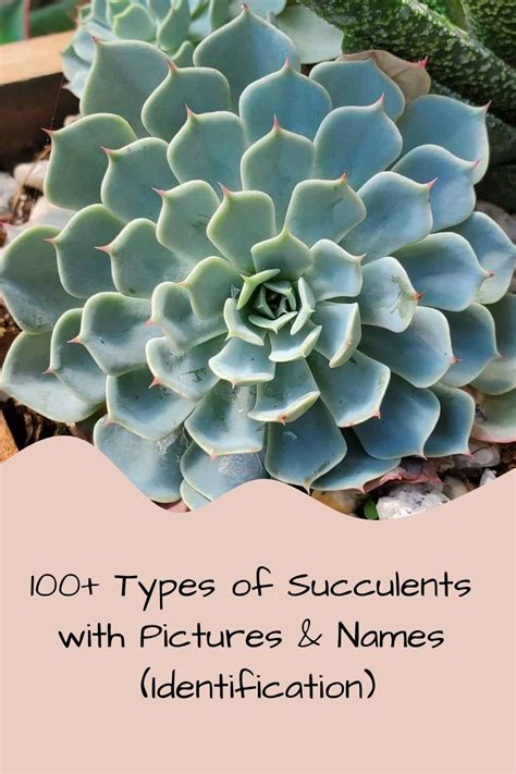 Kinds Of Cactus, Different Types Of Succulents, Types Of Succulents ...