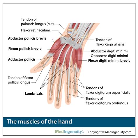 Orthopedic Anatomy Library - Northwest Hills Surgical Hospital in Austin, TX