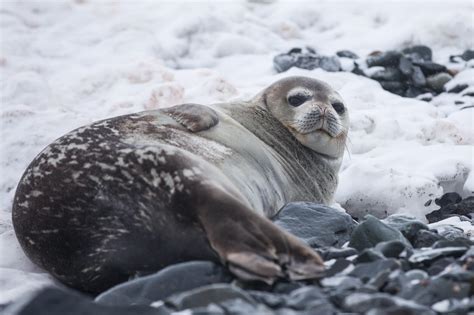 Wildlife in Greenland: Seals - Visit Greenland