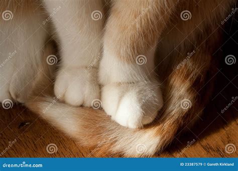 Pattes de chats image stock. Image du étage, fourrure - 23387579