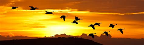 Sunrise Birds In Flight Free Stock Photo - Public Domain Pictures