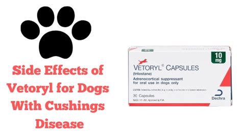 What Are The Side Effects of Vetoryl for Dogs With Cushings Disease ...