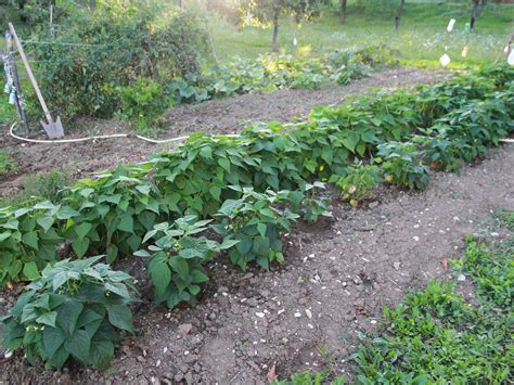 How to Prepare the Soil for a Vegetable Garden: 8 Steps