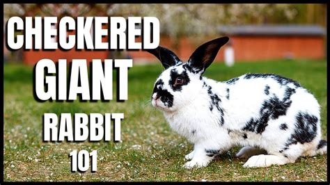 Checkered Giant Rabbit 101