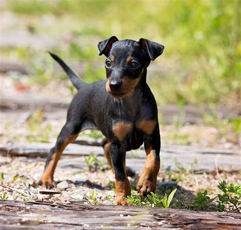 Toy Manchester Terrier Breeders Australia | Wow Blog