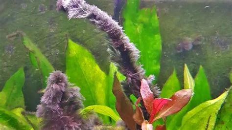 How To Get Rid Of Black Beard Algae In An Aquarium - Our Aquariums