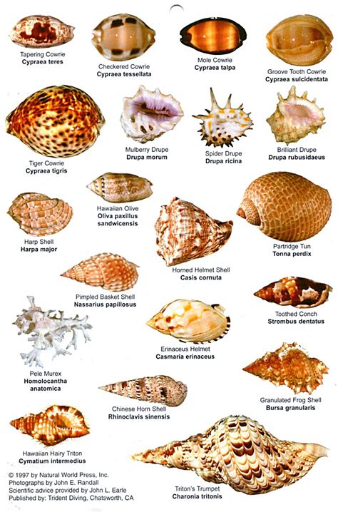 Furniture & Interior: Seashell