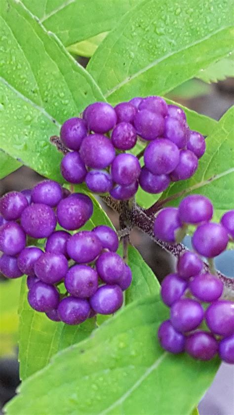 Purple Pride beautyberry has large clusters of bright purple berries in ...