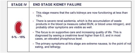 20 Top Photos Cat Kidney Disease Stages Symptoms : Polycystic Kidney ...