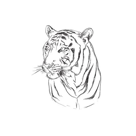 tiger, sketch style, vector | Illustrator Graphics ~ Creative Market