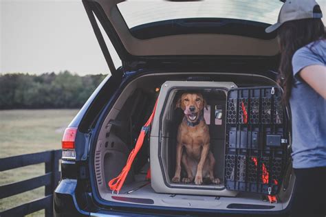 Winner of the Best Dog Crate for Car Travel | Dog car travel, Dog travel crate, Dog crate